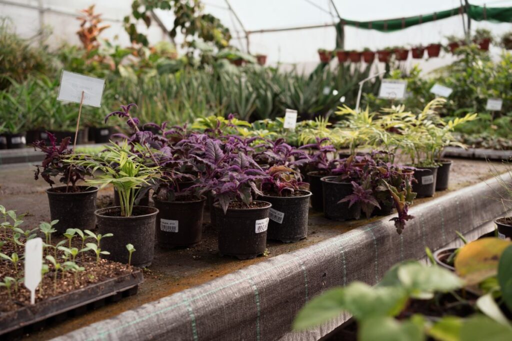 Des plantes en pots exposées dans une grange