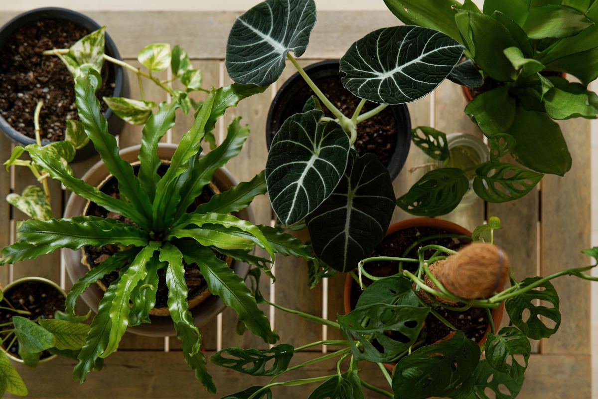 Des variétés de plantes tropicales
