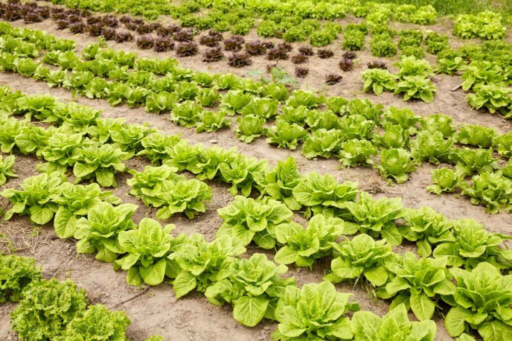 Des rangées de laitues dans le potager