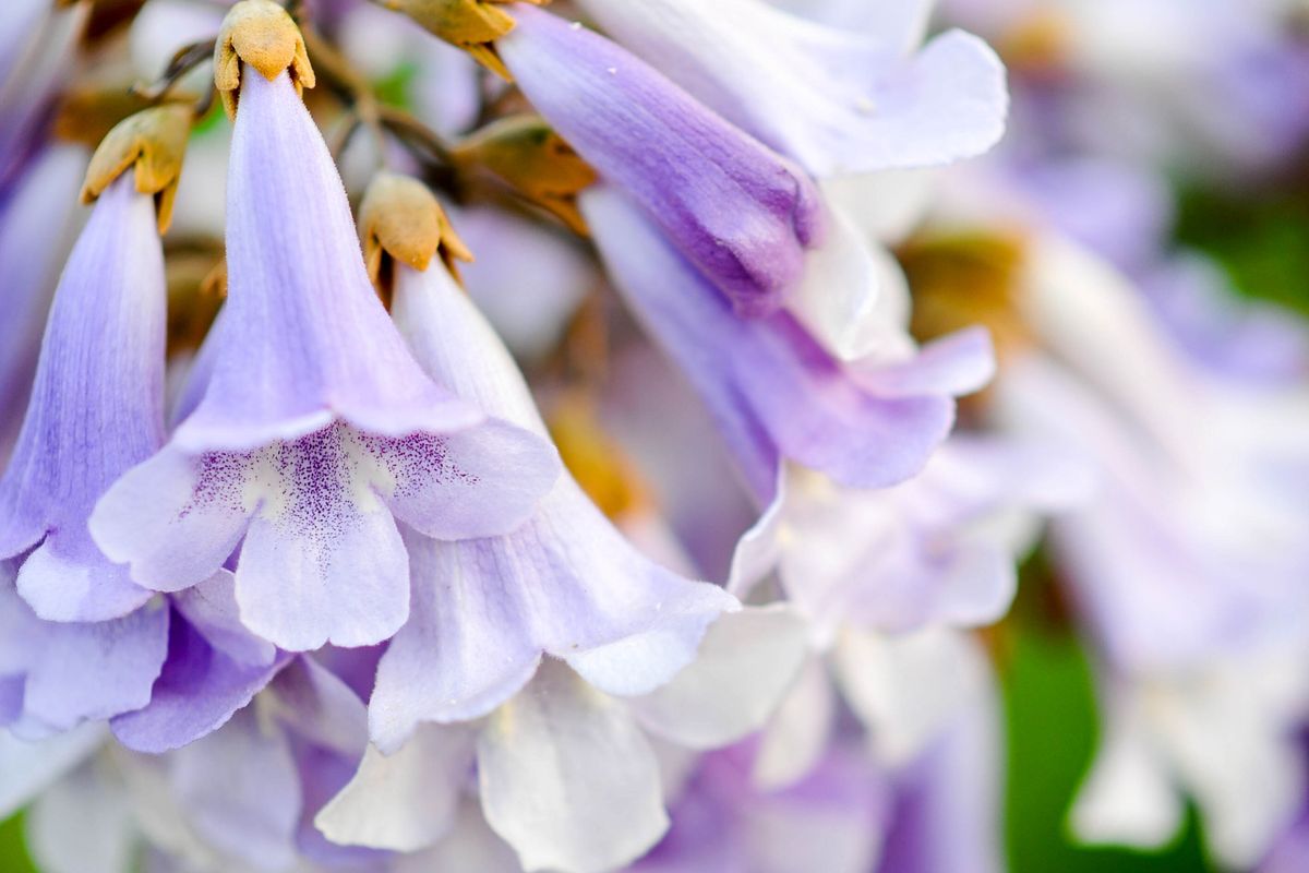 Arbre Paulownia au soleil avec ses fleurs