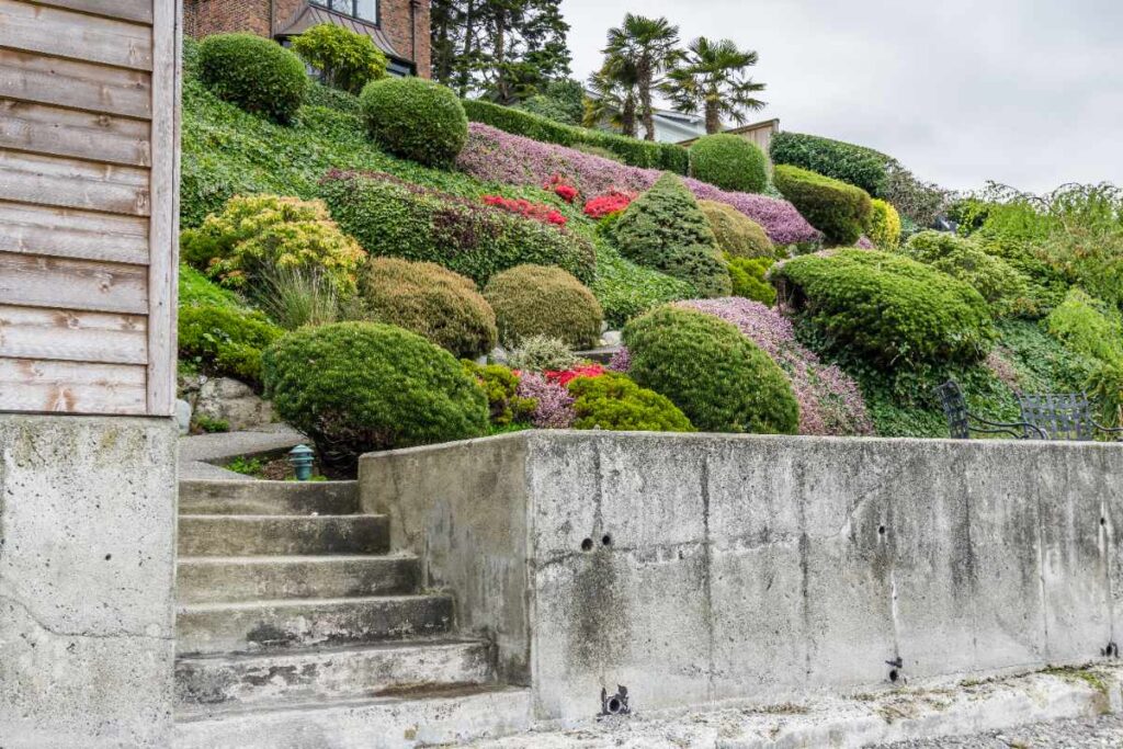 Des buissons taillés qui ornent le talus