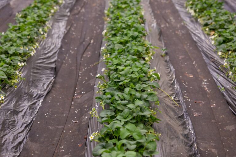 Un champ de fraises avec une toile de paillage installée