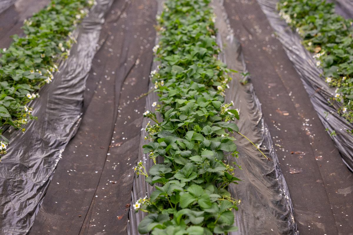 Un champ de fraises avec une toile de paillage installée