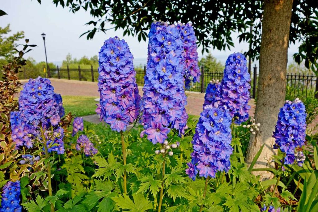 Des plantes de delphinium en pleine floraison