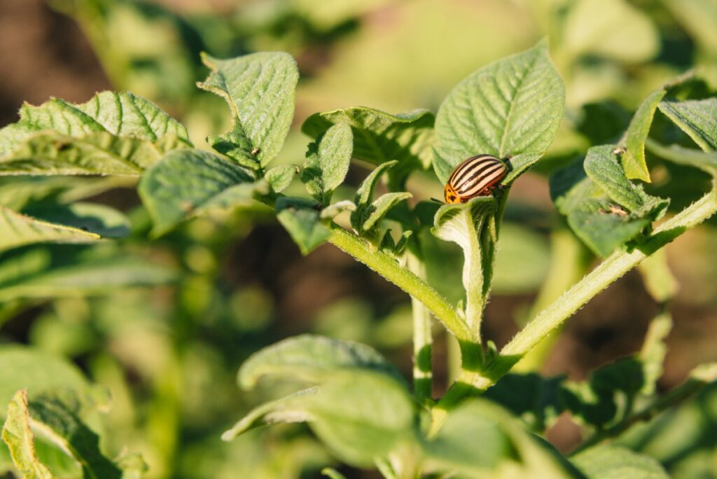 Un doryphore qui apparaît dans la plante au jardin