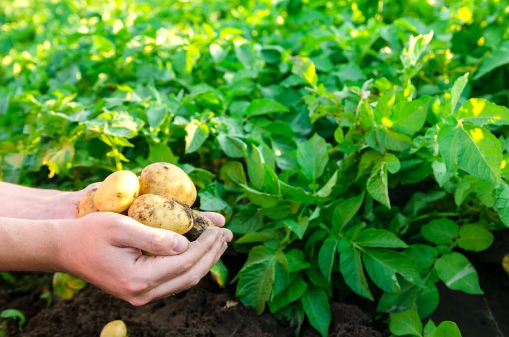 Une femme qui récolte des pommes de terre frais