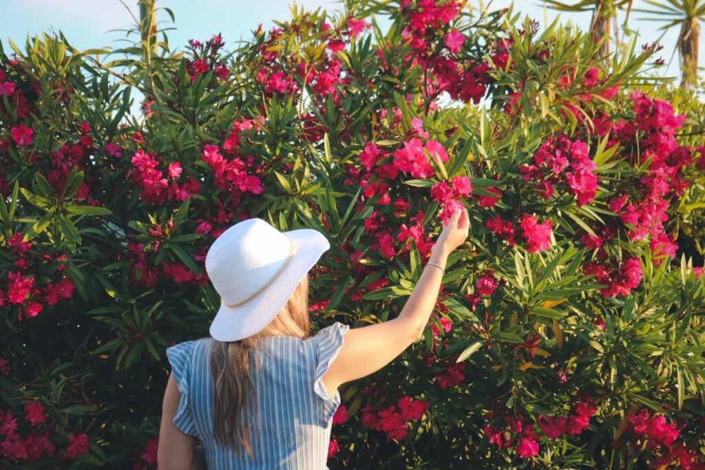 Une femme qui regarde une fleur de laurier rose