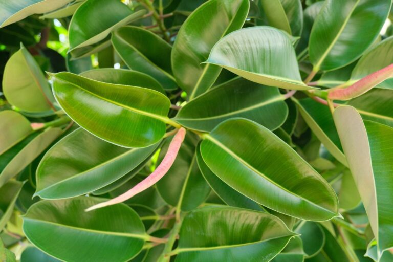 Des feuilles vertes de ficus