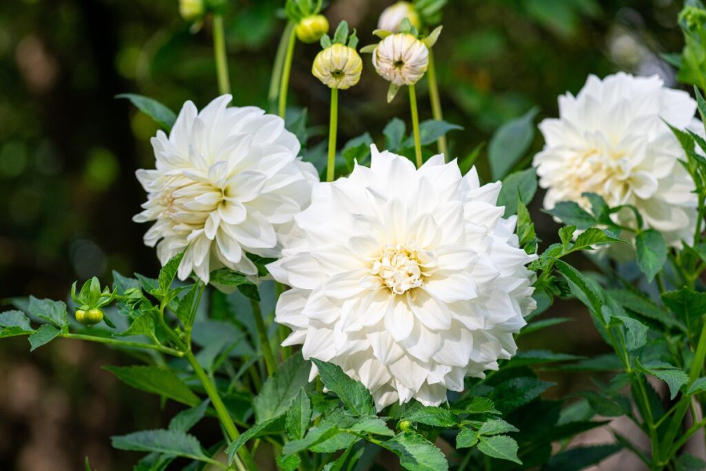 Des fleurs de dahlia blanches dans un jardin magnifique