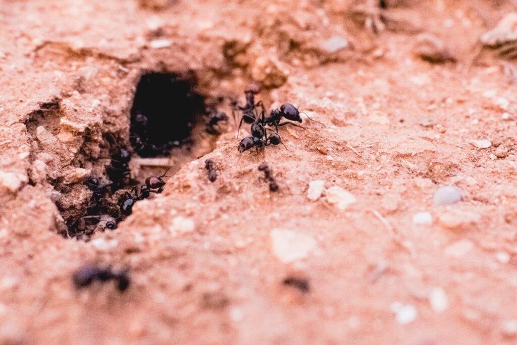 Des fourmis qui entrent dans un trou