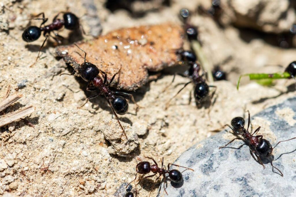 Des fourmis rampant sur un morceau de nourriture