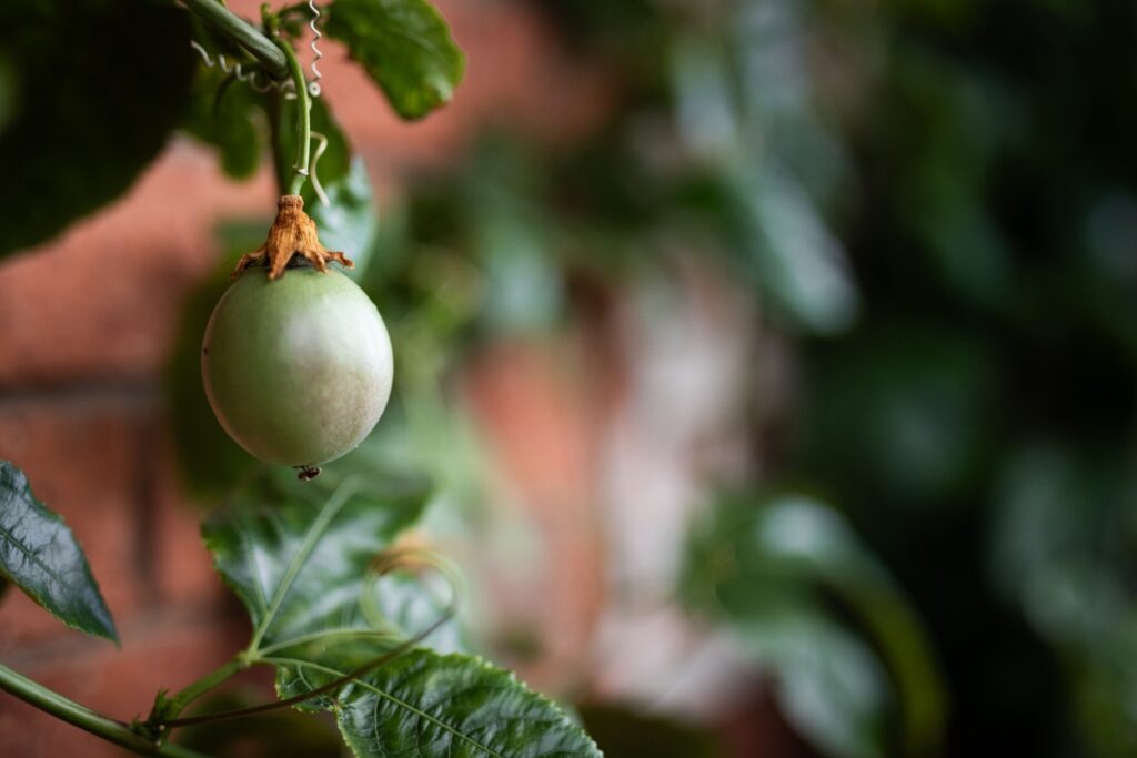 Un fruit de la passion suspendu sue une branche