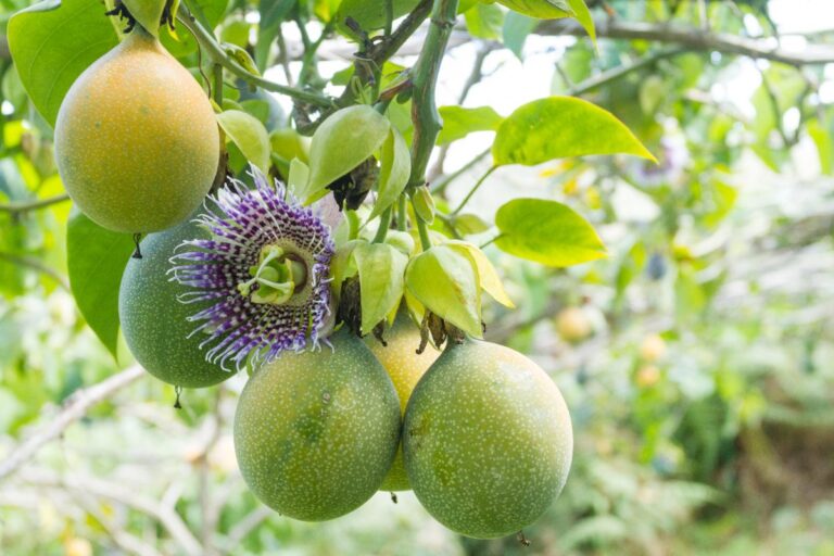 Fruits de la passion avec une fleur violet