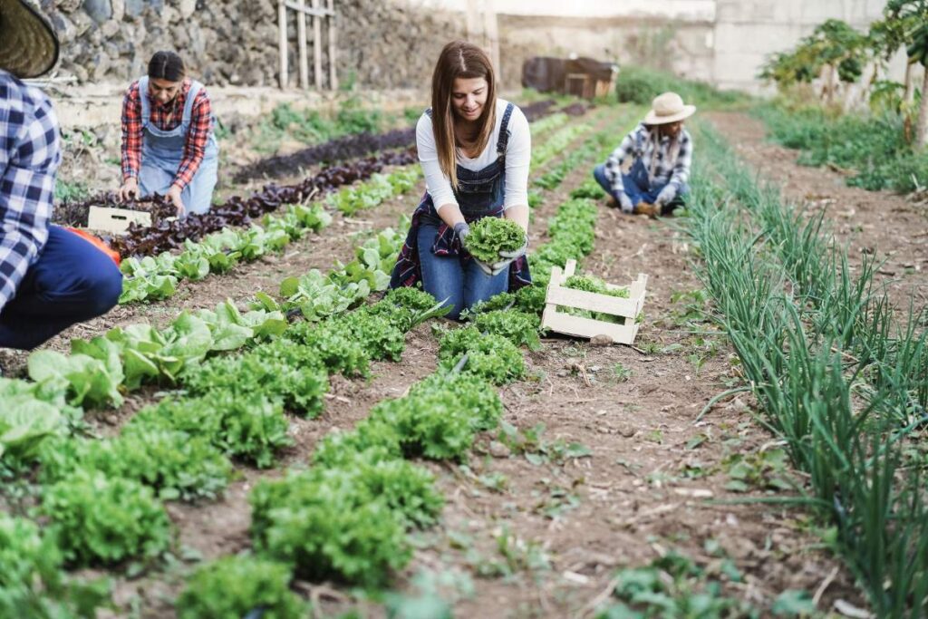 Des gens qui travaillent ensemble dans un potager
