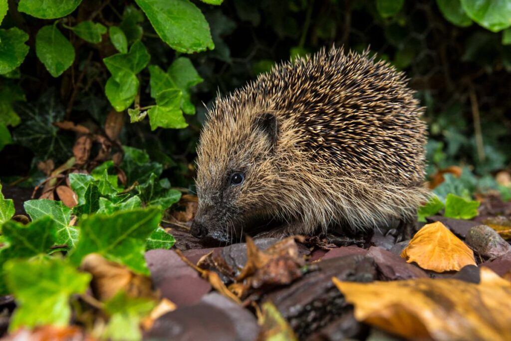 Un hérisson qui se promène dans le jardin