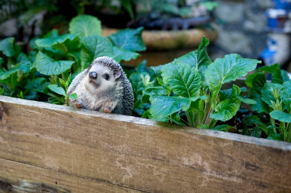 Un hérisson dans le potager