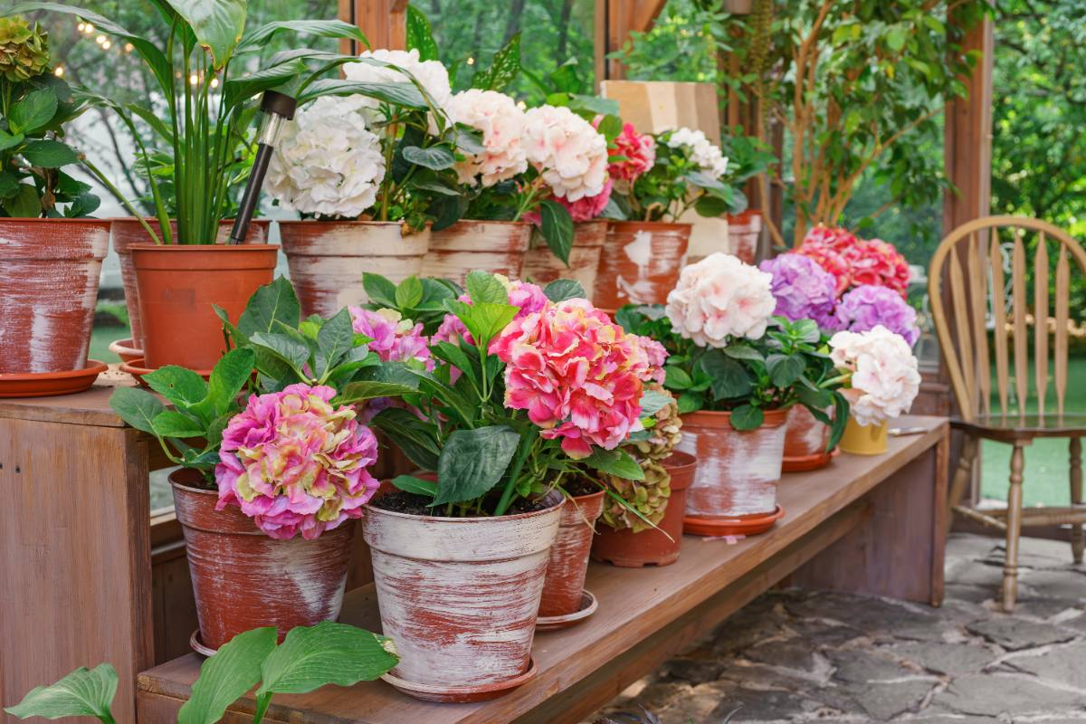 Des fleurs d'hortensia colorées en pots