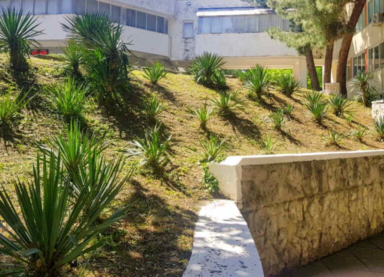 Des jeunes yucca plantés sur le talus