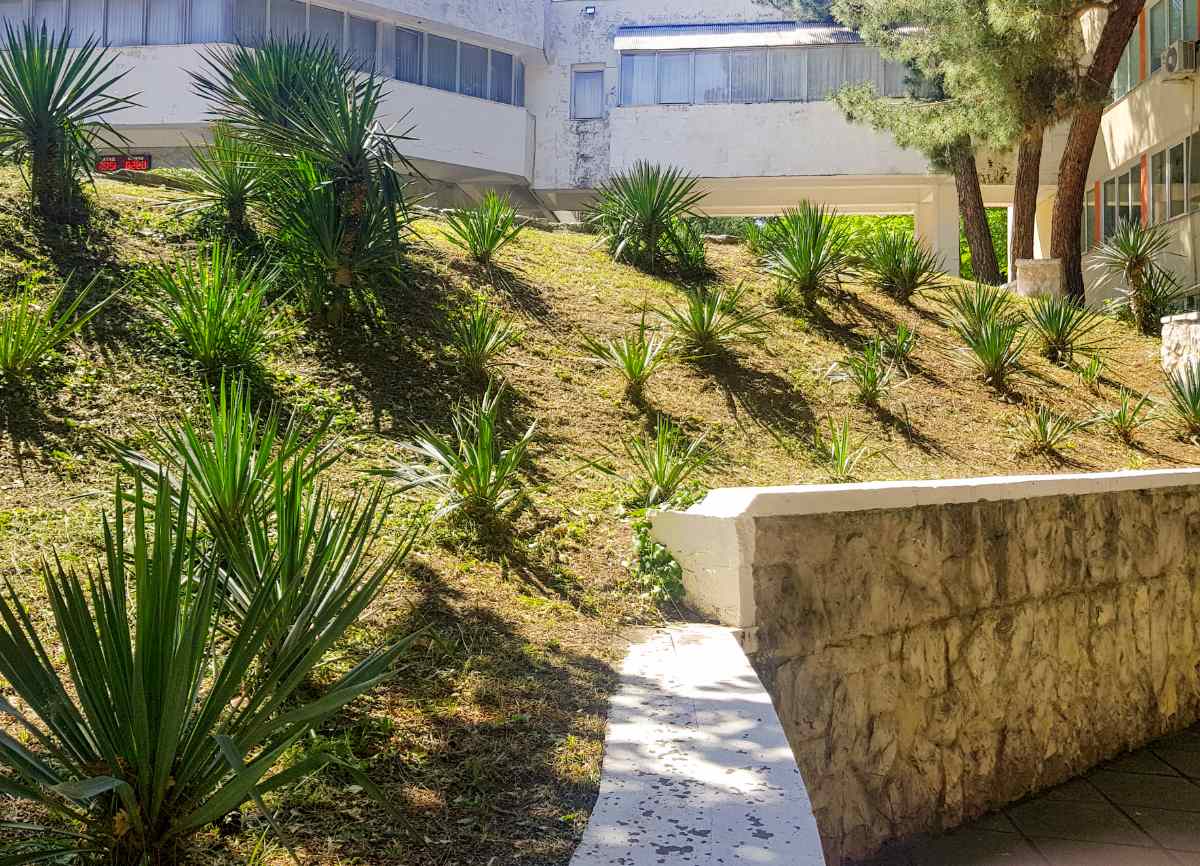 Des jeunes yucca plantés sur le talus