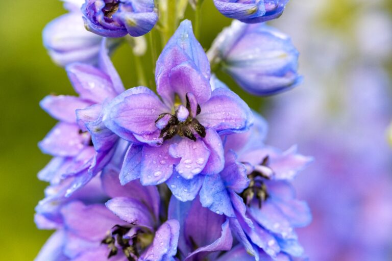 Des jolies fleurs de délphinium