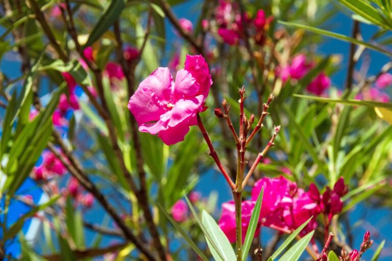 Laurier rose en pleine floraison