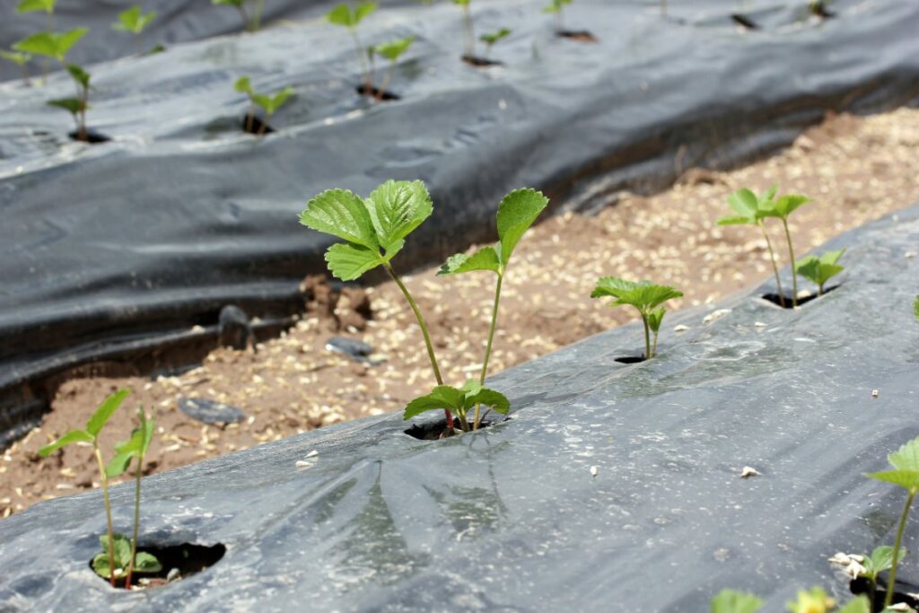 Des légumes poussant au potager avec une toile de paillage