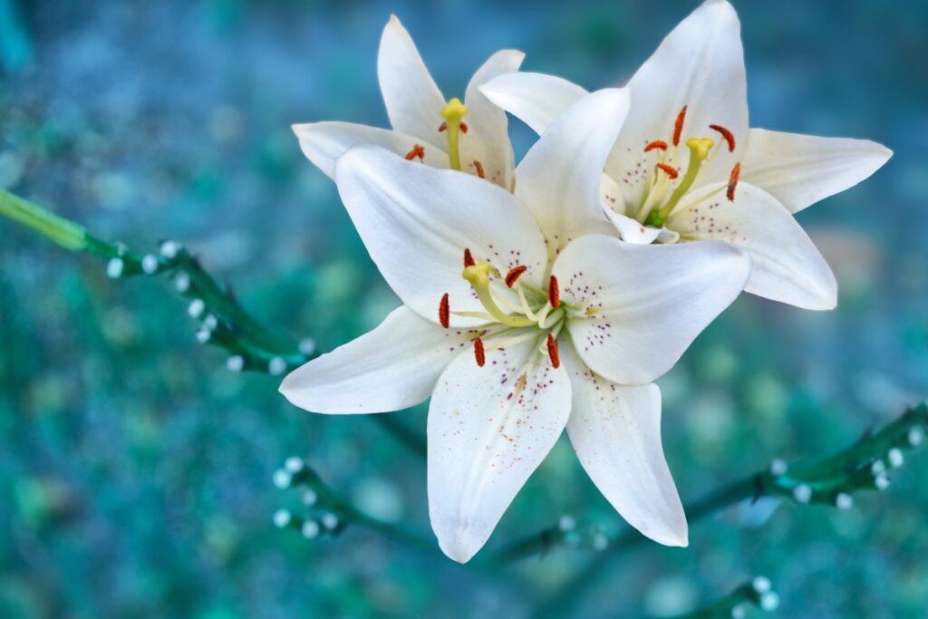 Lys blanc en pleine floraison