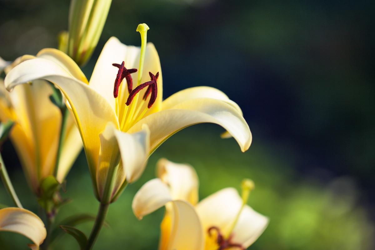 Lys jaune planté dans le jardin
