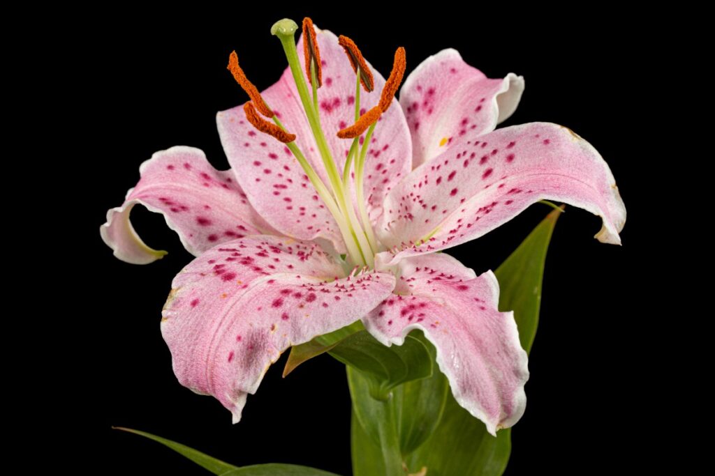Une magnifique lys rose