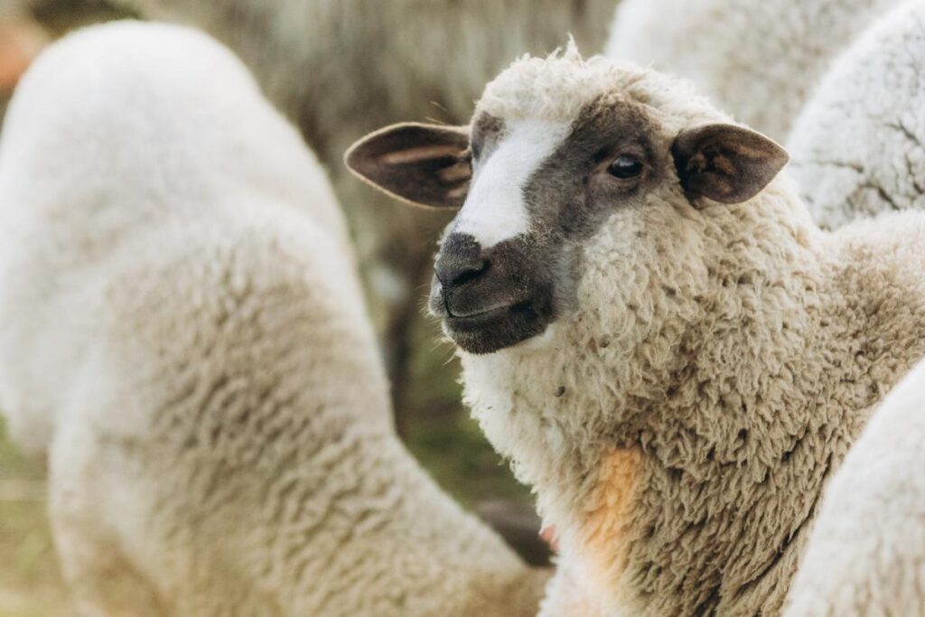 Des moutons élevés dans une ferme