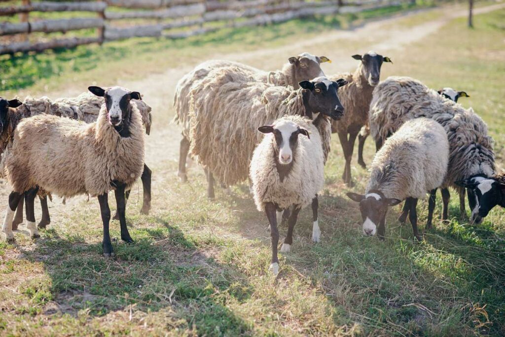 Des moutons dans une ferme