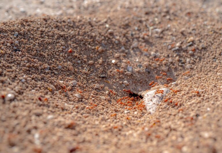 Nid de fourmis dans le jardin