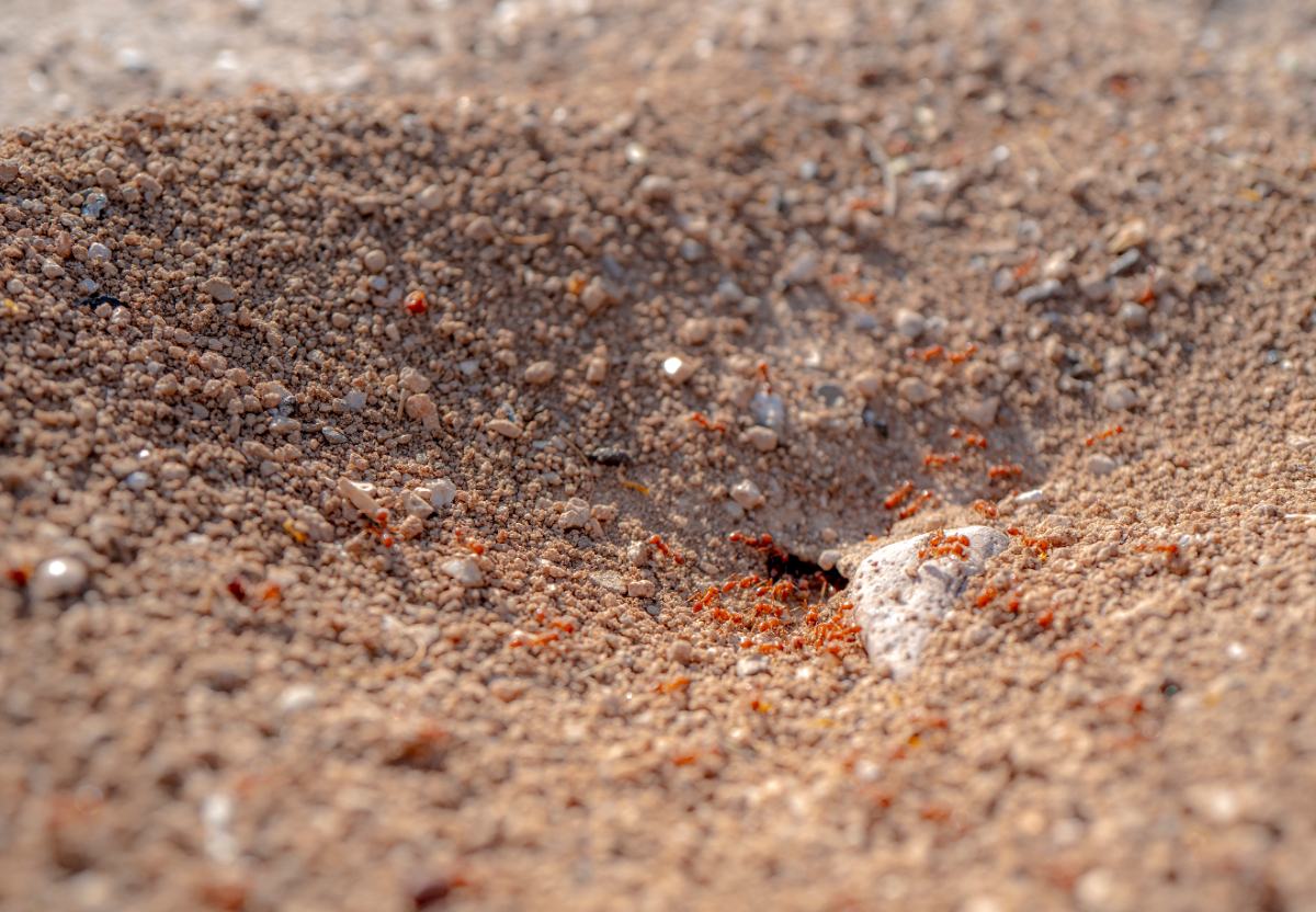 Nid de fourmis dans le jardin