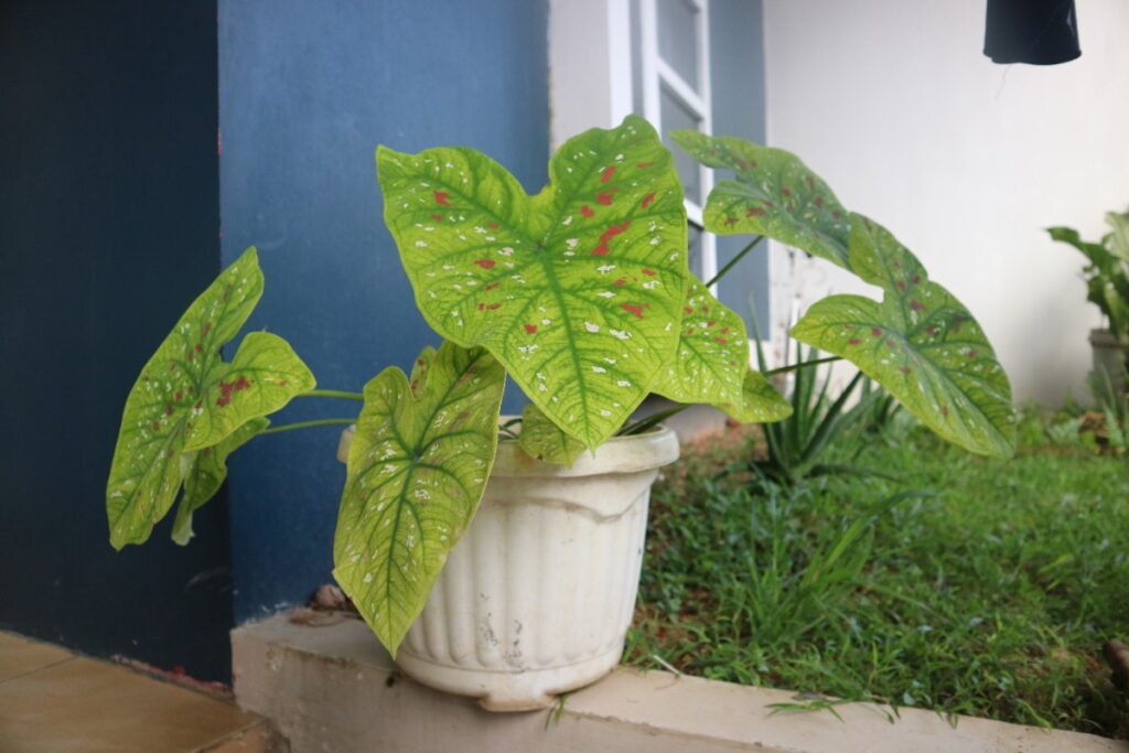 Un oreille d'éléphant planté dans un pot