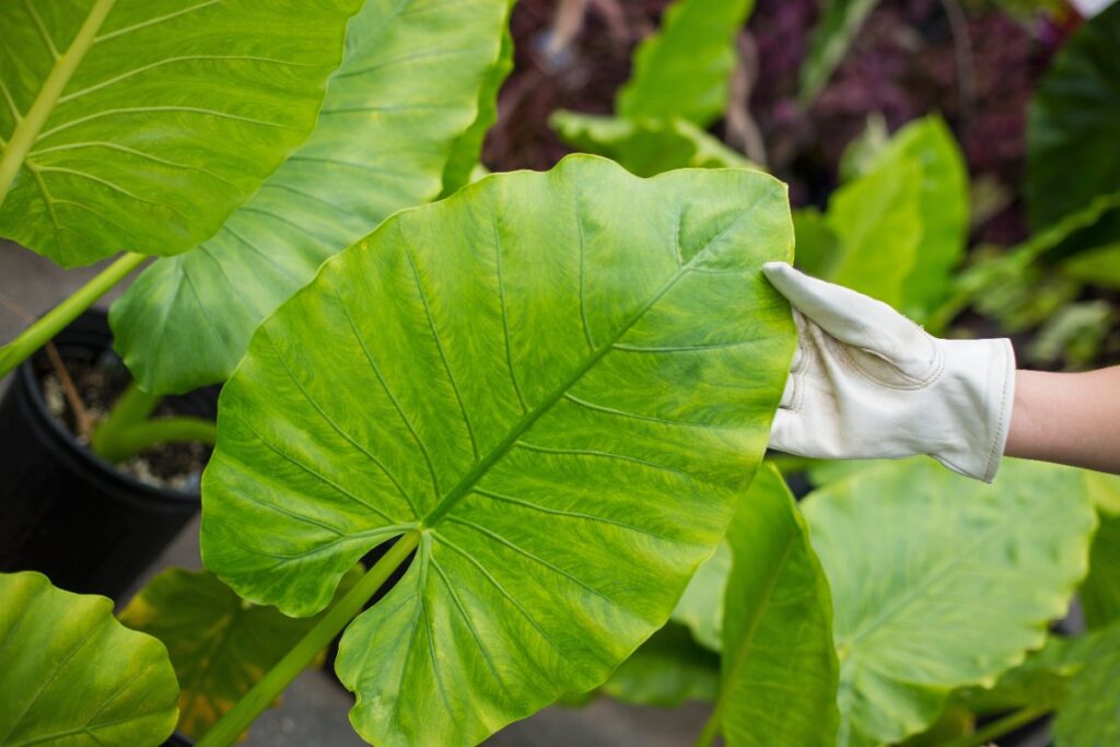Une personne portant un gant en inspectant une feuille