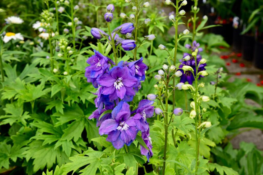 Une plante de delphinium qui pousse dans le jardin