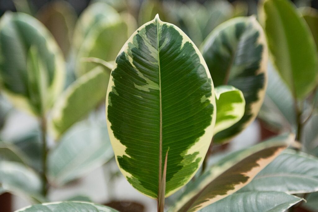 Une plante de ficus dans le jardin