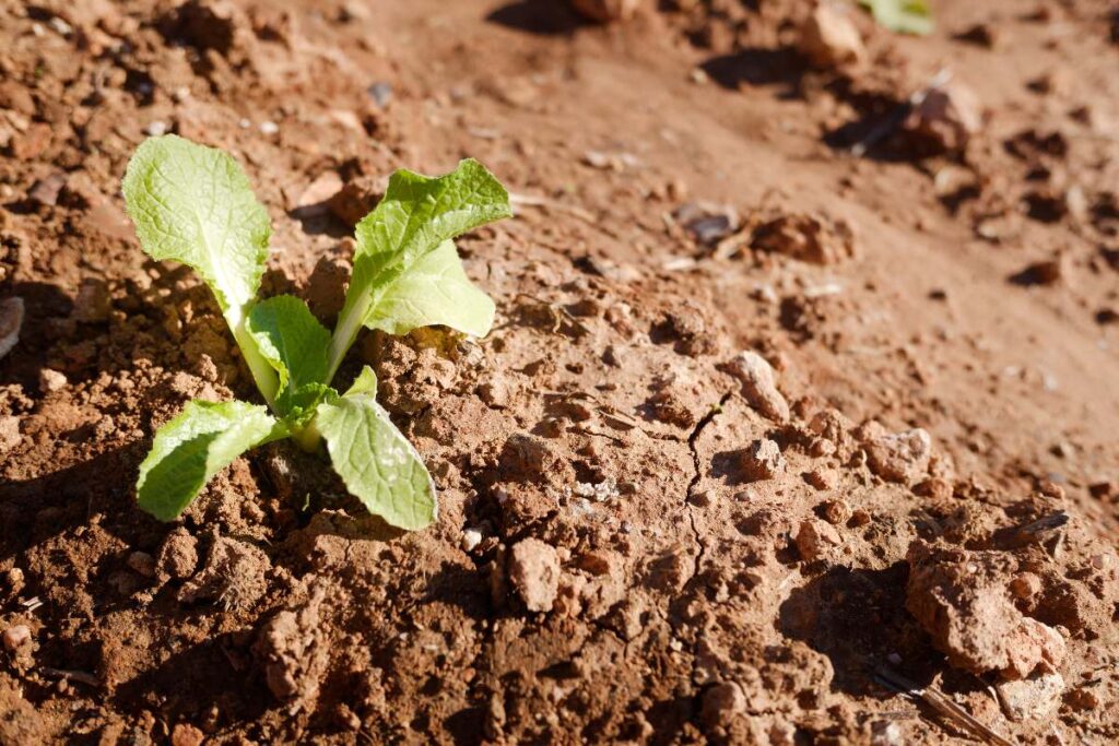 Une plante verte poussée sur le sol