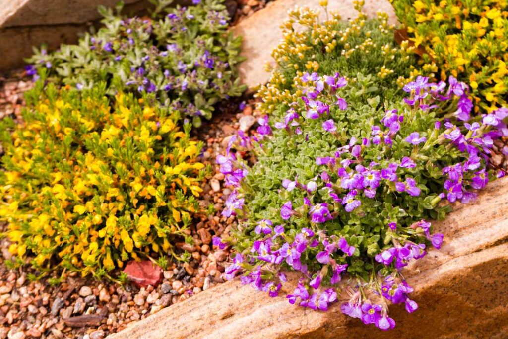 Des belles plantes en pleine floraison