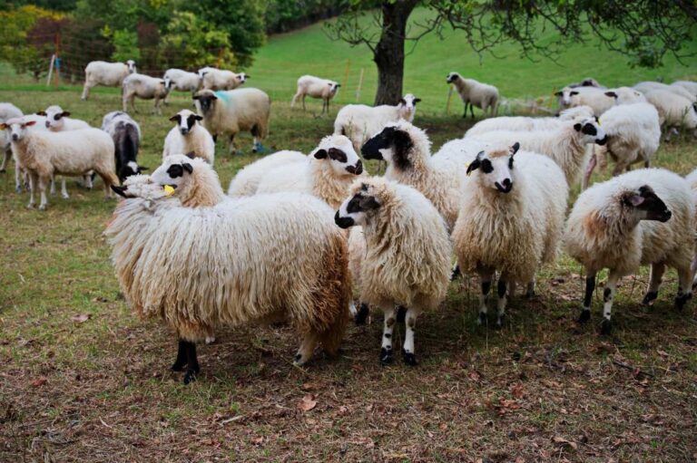 Un troupeau de moutons dans le jardin