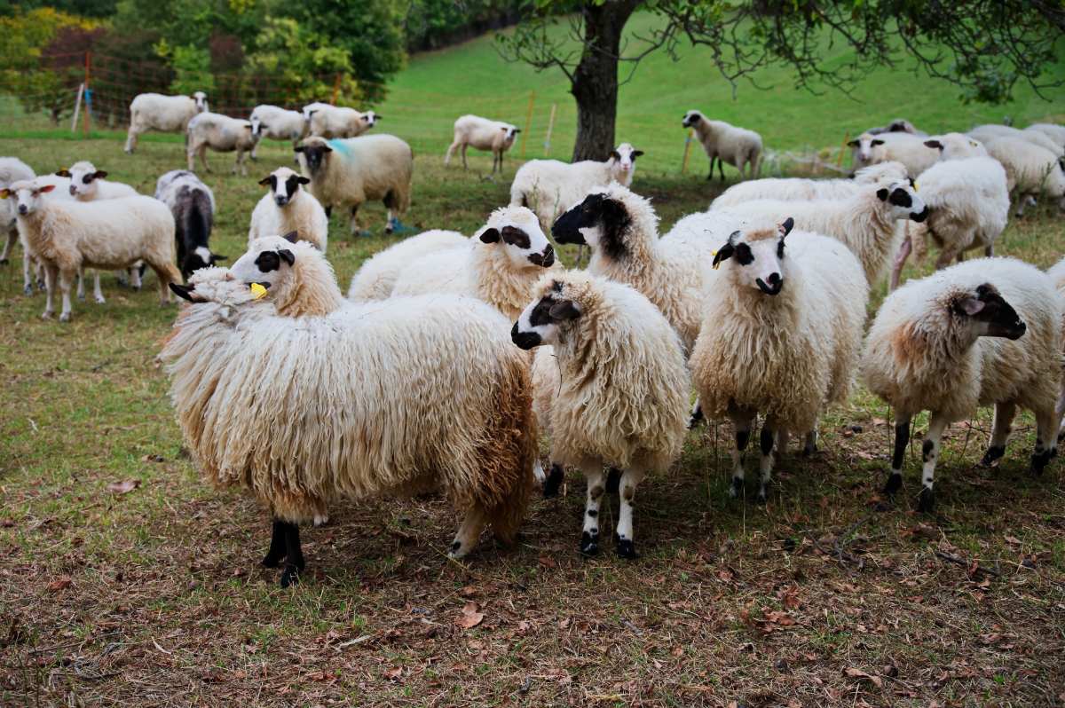 Un troupeau de moutons dans le jardin