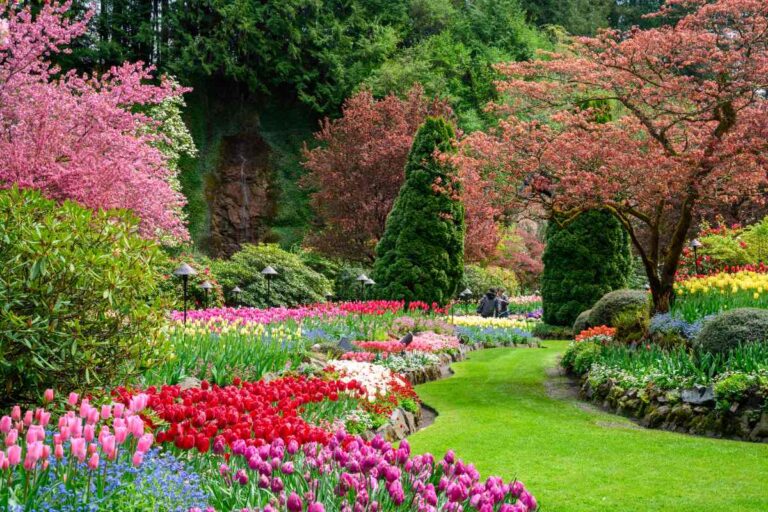 Des tulipes colorées et en pleine floraison dans le jardin