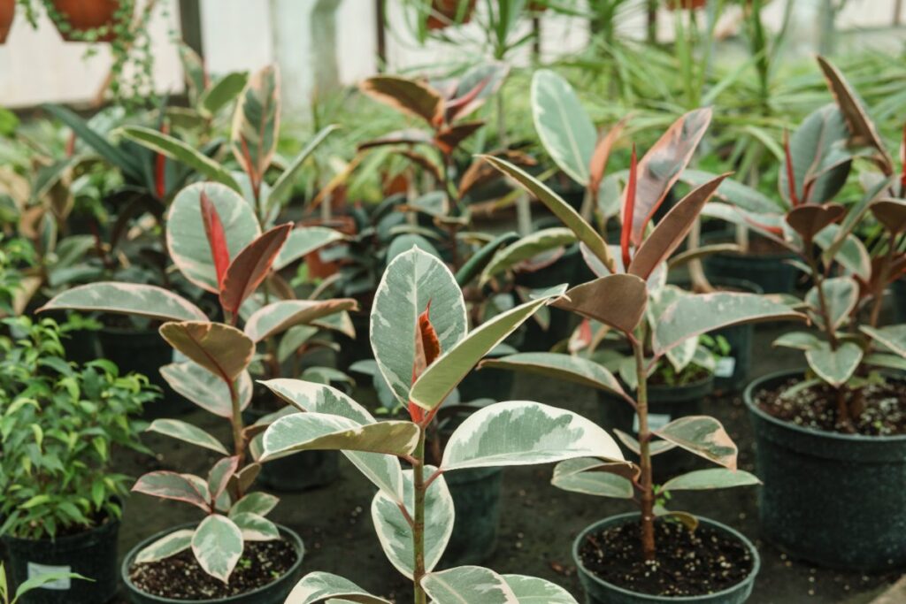 Des variétés de ficus plantés dans des pots