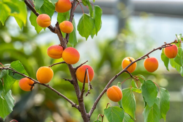 Abondants abricots mûrissant sur la branche de l'arbre