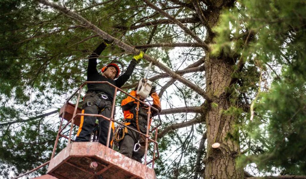 Des arboristes coupant une branche sur un arbre