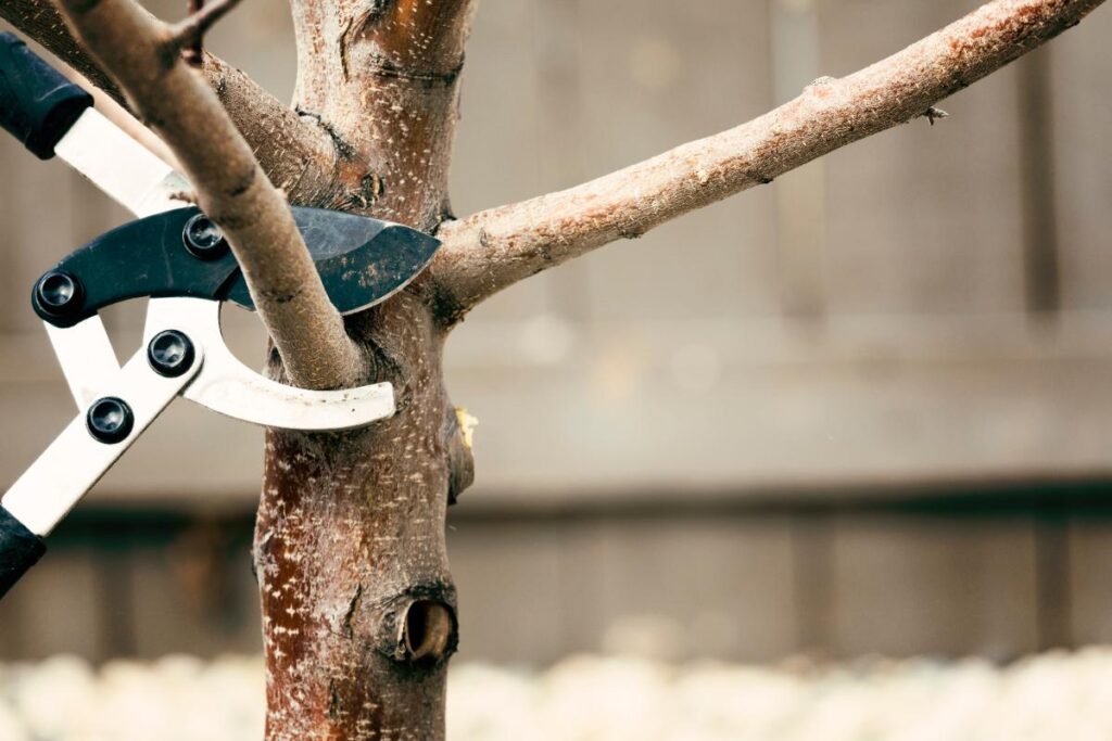 Cisailles de jardinages qui taille une branche