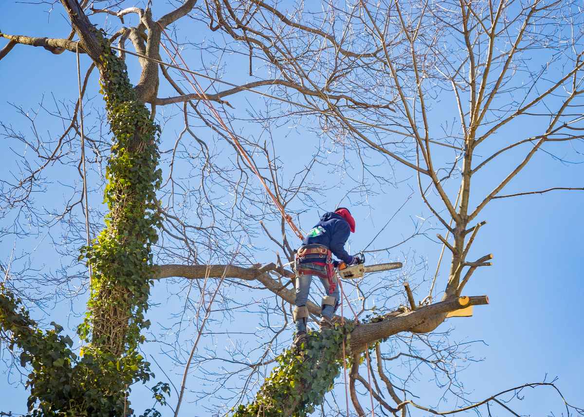 Un élageur coupant une branche