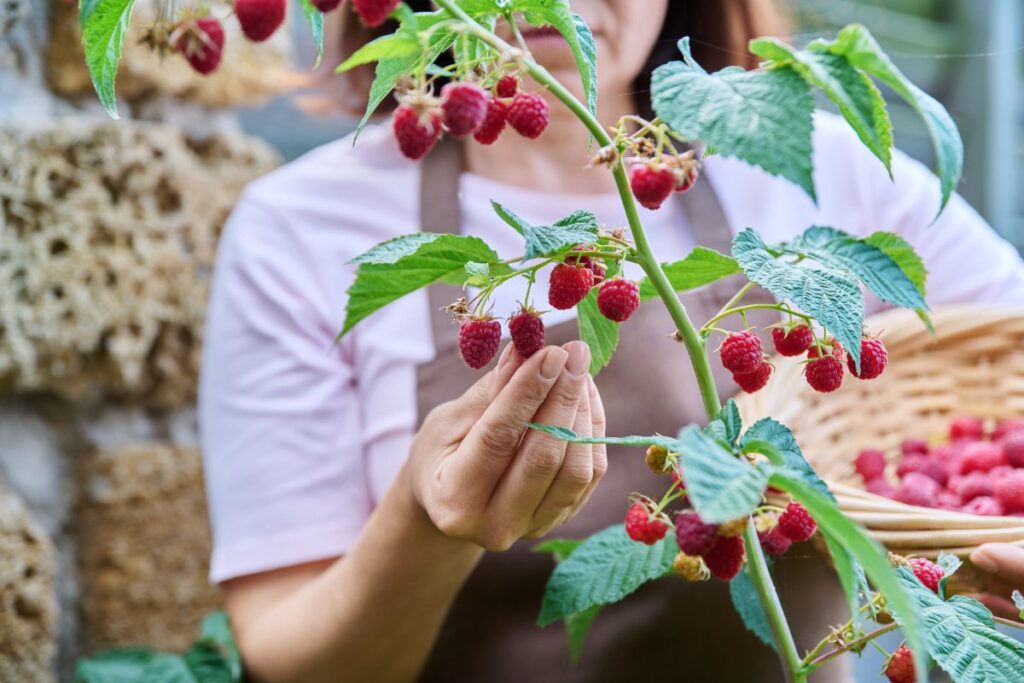 Une femme qui cueille des framboises fraîches