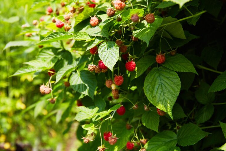 Des framboises mûres dans le jardin