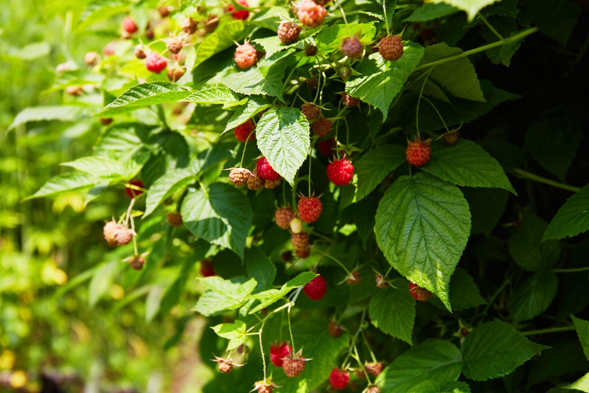Des framboises mûres dans le jardin